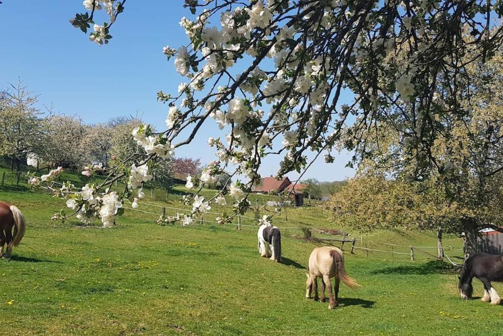 Les Vergers D'Epona "Fremifontaine Vosges" Εξωτερικό φωτογραφία